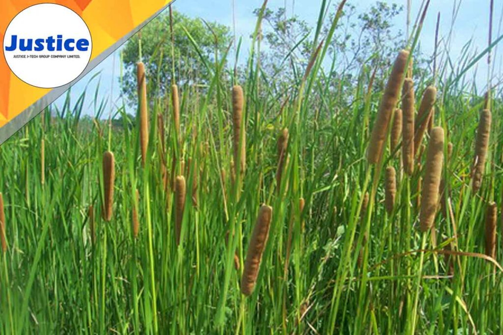 ต้นธูปฤๅษี